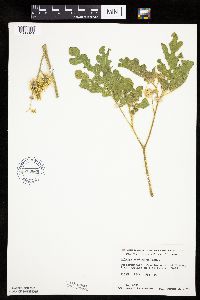 Solanum rostratum image