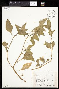 Solanum physalifolium image