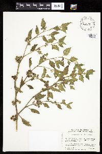 Solanum physalifolium image