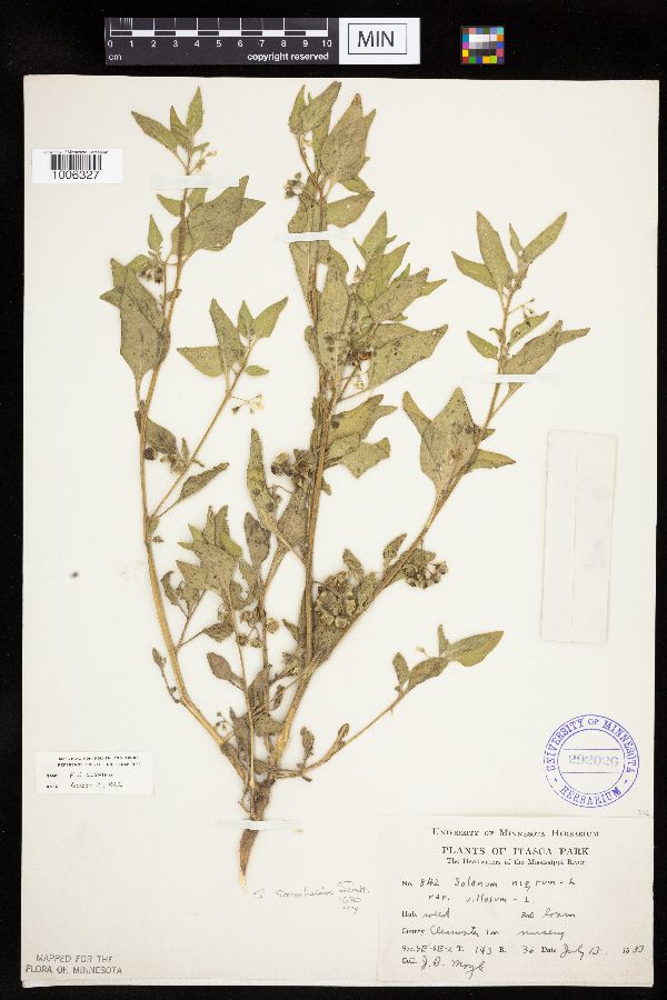 Solanum physalifolium image