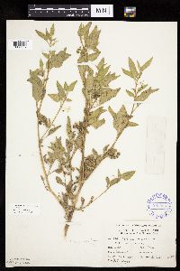 Image Associated With the Occurrence