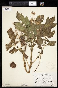 Solanum tuberosum image