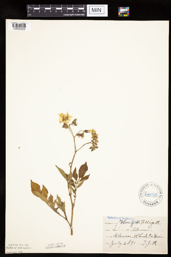 Solanum tuberosum image