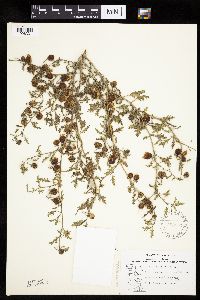 Solanum triflorum image