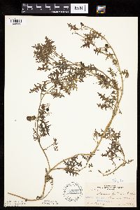Solanum triflorum image