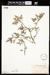 Solanum triflorum image