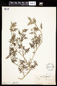 Solanum triflorum image