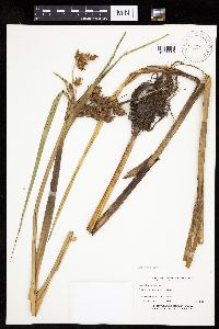 thumbnail image of current specimen