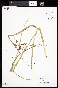 Bolboschoenus fluviatilis image