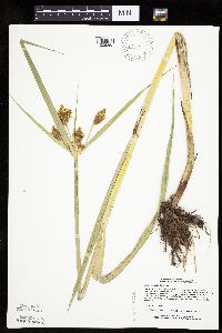 Bolboschoenus fluviatilis image