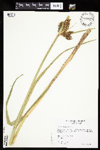 Bolboschoenus fluviatilis image