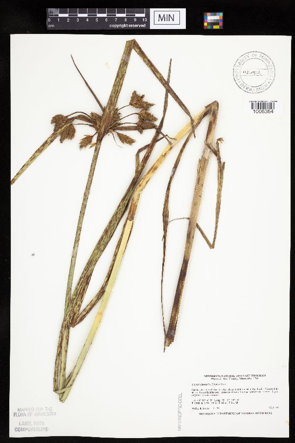 Bolboschoenus fluviatilis image