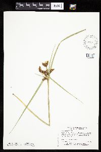 Bolboschoenus fluviatilis image