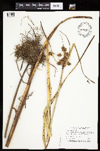 Bolboschoenus fluviatilis image