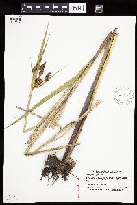 Bolboschoenus fluviatilis image