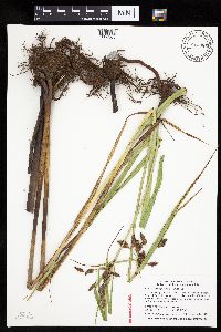 Bolboschoenus fluviatilis image