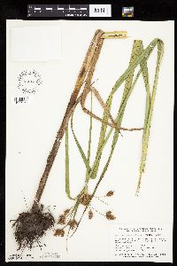 Bolboschoenus fluviatilis image