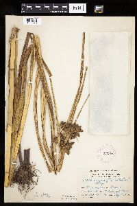 Bolboschoenus fluviatilis image