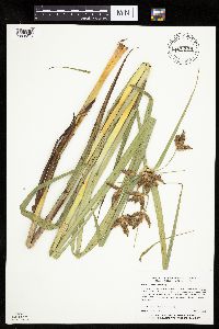 Bolboschoenus fluviatilis image