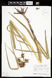 Bolboschoenus fluviatilis image