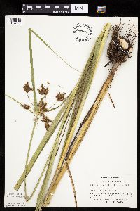 Bolboschoenus fluviatilis image