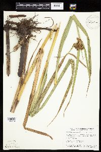 Bolboschoenus fluviatilis image