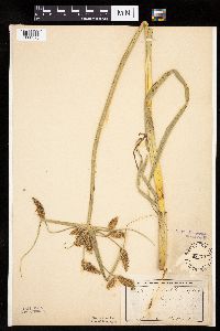 Bolboschoenus fluviatilis image