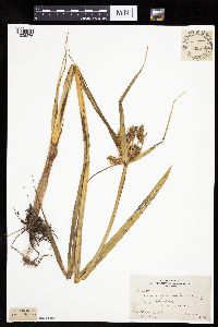 Bolboschoenus fluviatilis image