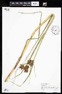 Bolboschoenus fluviatilis image