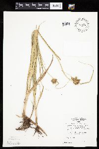 Bolboschoenus fluviatilis image