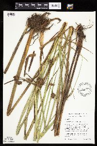 Bolboschoenus fluviatilis image