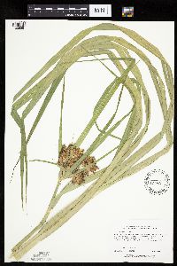 Bolboschoenus fluviatilis image