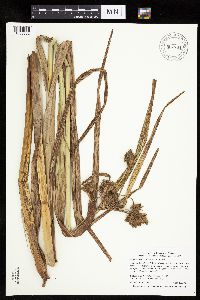 Bolboschoenus fluviatilis image