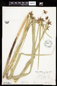 Bolboschoenus fluviatilis image