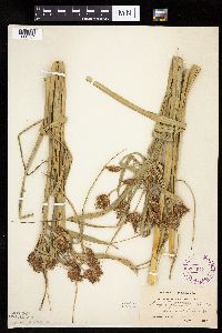 Bolboschoenus fluviatilis image