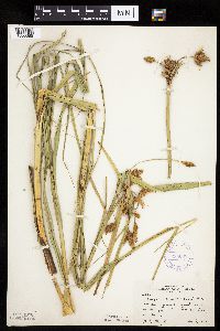 Bolboschoenus fluviatilis image