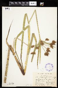 Bolboschoenus fluviatilis image