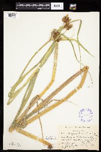 Bolboschoenus fluviatilis image