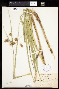 Bolboschoenus fluviatilis image