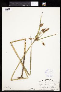 Bolboschoenus fluviatilis image