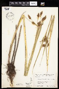 Bolboschoenus fluviatilis image