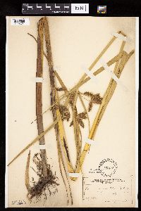 Bolboschoenus fluviatilis image