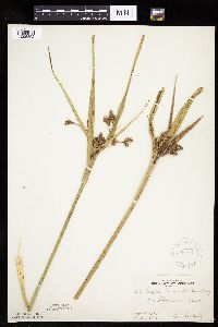 Bolboschoenus fluviatilis image