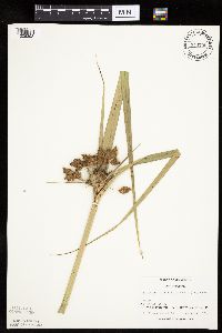 Image of Bolboschoenus fluviatilis