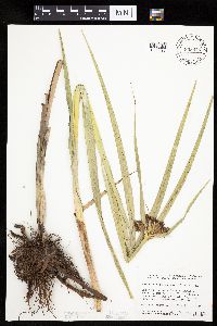 Bolboschoenus fluviatilis image