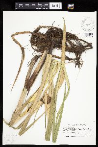 Bolboschoenus fluviatilis image