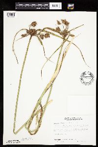 Bolboschoenus fluviatilis image