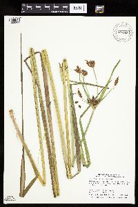 Bolboschoenus fluviatilis image