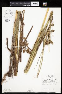 Bolboschoenus fluviatilis image