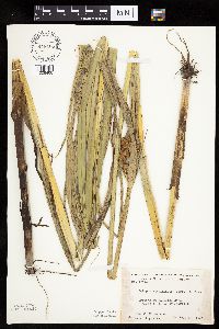 thumbnail image of current specimen
